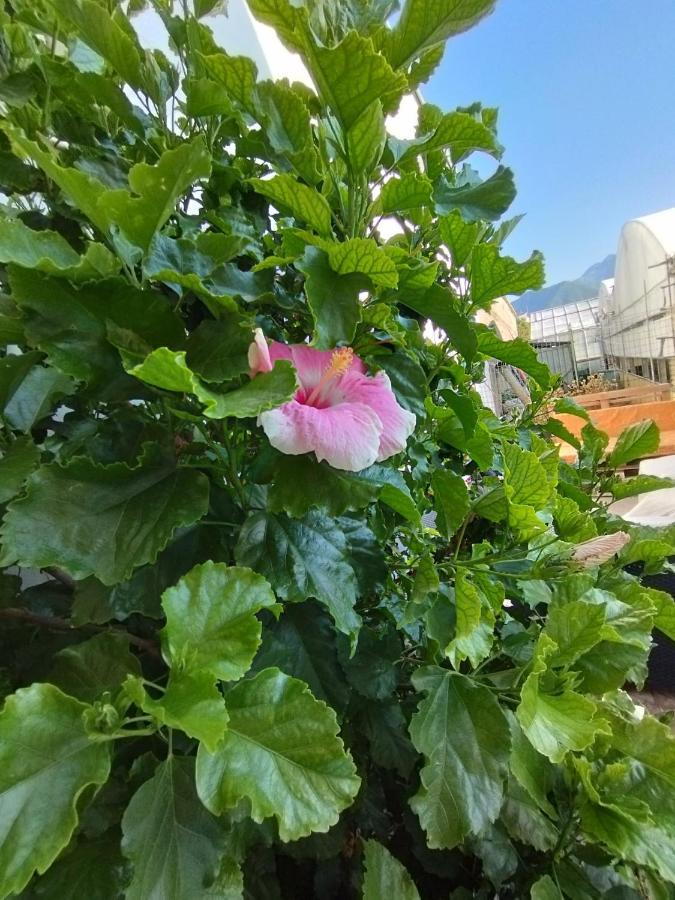 Apartament Hibiscus Castellammare di Stabia Zewnętrze zdjęcie